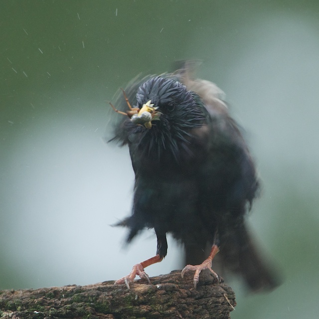 Starling Having a Very Bad Day