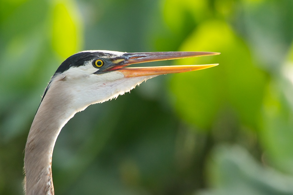Alarmed Blue Heron