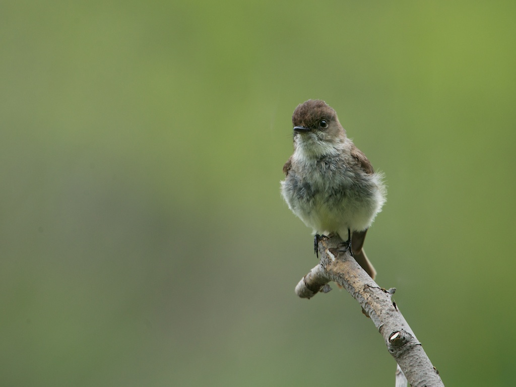 Baby Eastern Phoebe