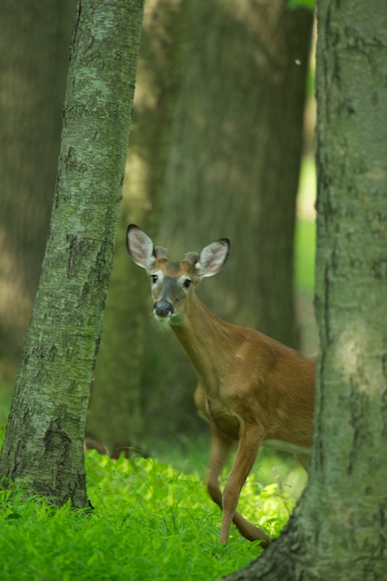 Caught Me With My New Antlers On