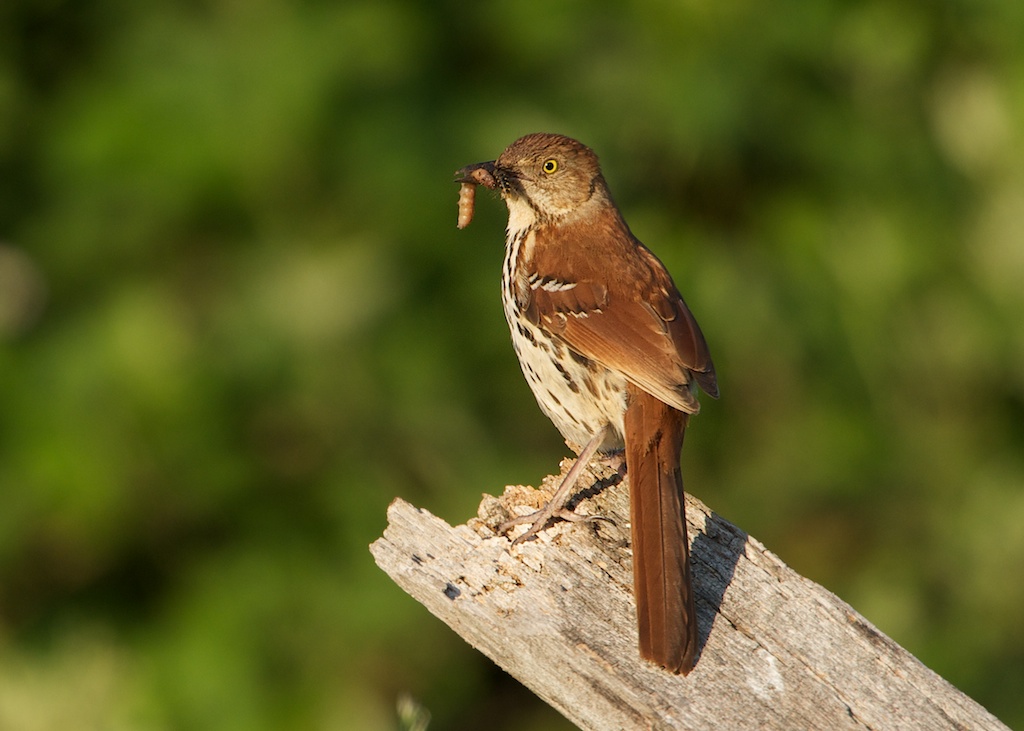 Breakfast is Served (Click Thrasher to See Breakfast)
