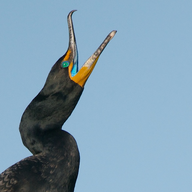 Double Crested Cormorant’s Beautiful Green Eye