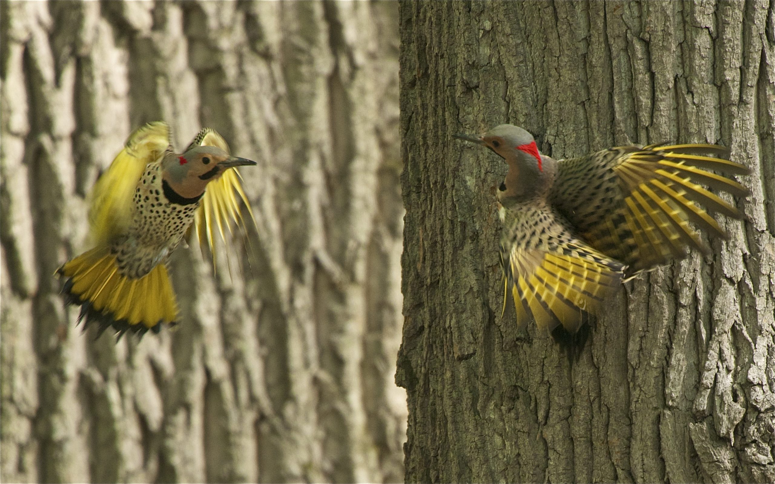 “Fighting Flickers” Wins Finalist in April Photo Contest!!