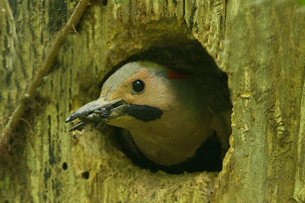 Flicker Cleaning the Nest