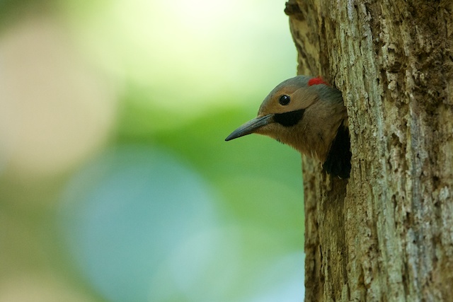 Why I Love Valley Forge