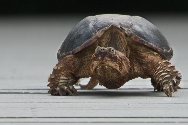 Here’s The Front on That Gal in the Last Posting