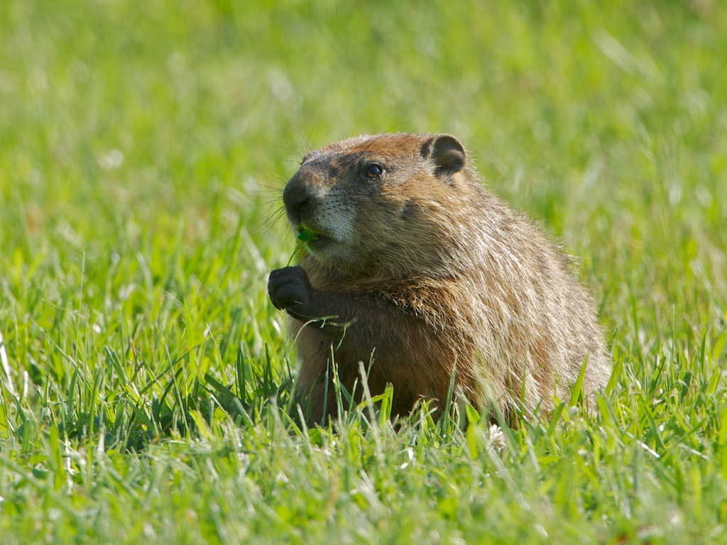 Groundhog Enjoying Breakfast (Click to See Lollypop)