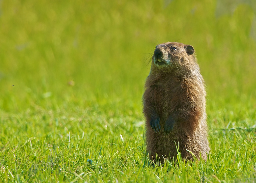 Groundhog Impersonating Grizzly Bear