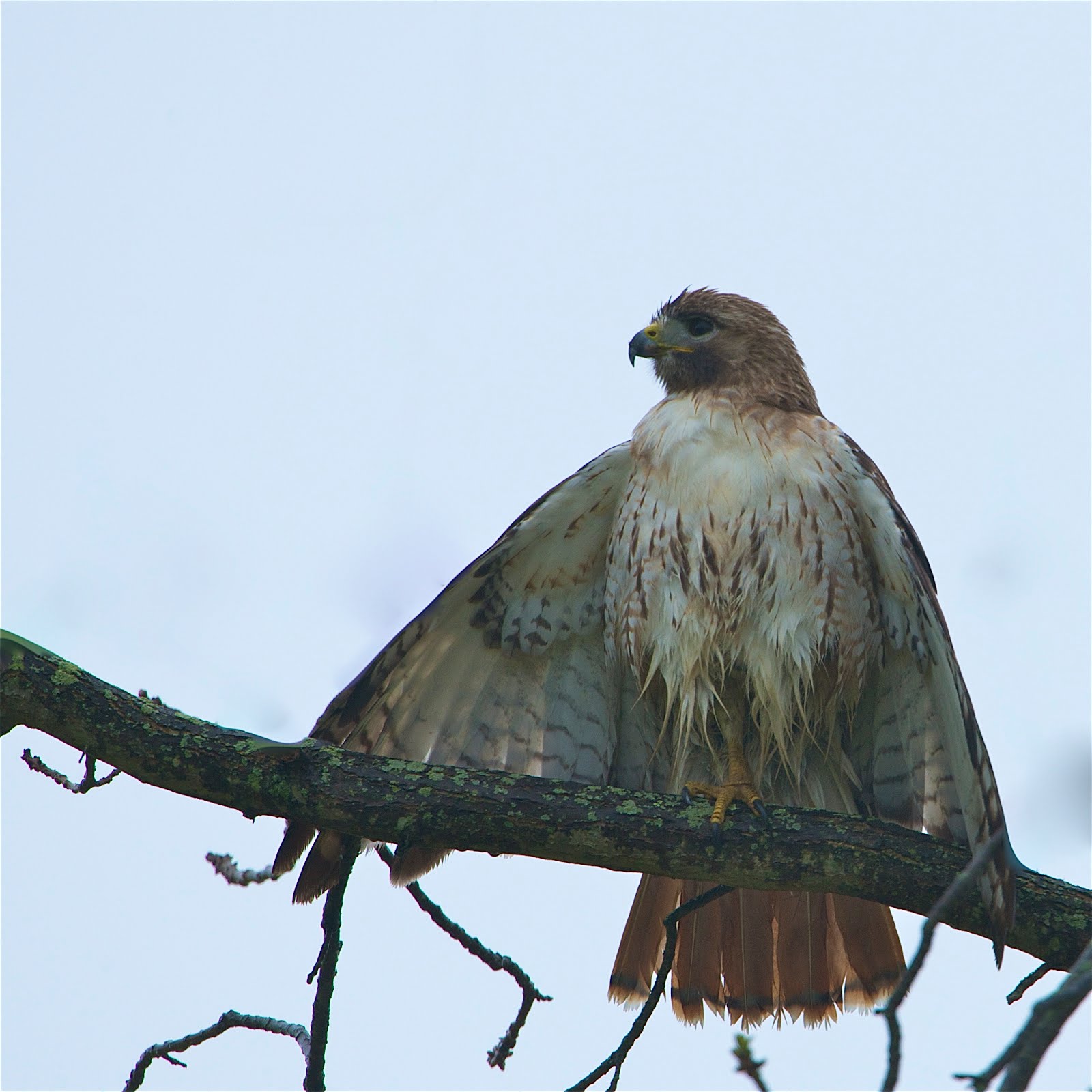 Wet Hawk Drying Her Wings (Click for Better View)