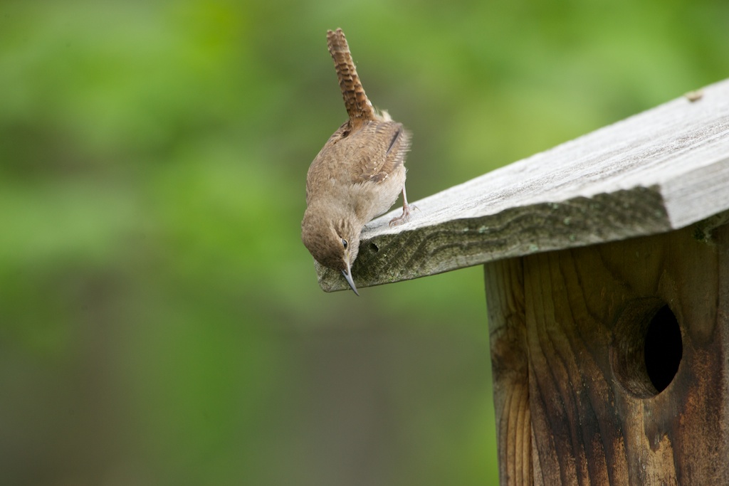 House Wren Checking Out New Digs