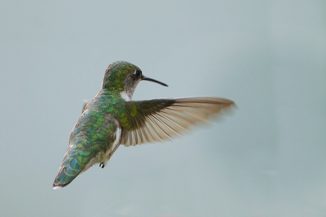 Hummingbird in My Garden