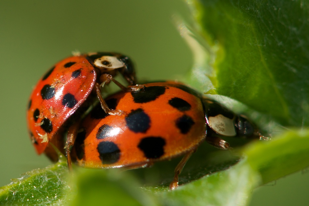 Ladybug Love (X Rated)