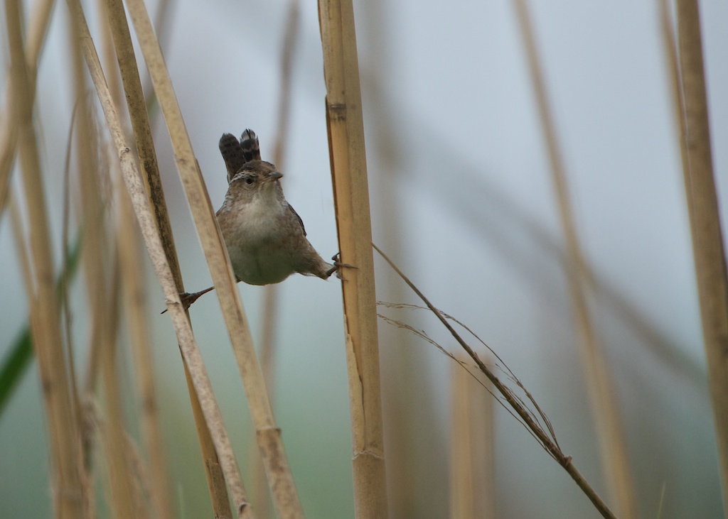 Marsh Wren Balancing at John Heinz