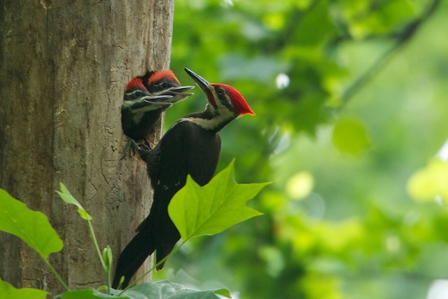 Mom and the Twins!!!