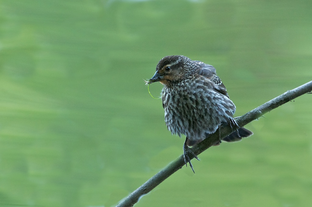Puffed Up Female Redwing Blackbird (Click on bird to see all those little feathers.)