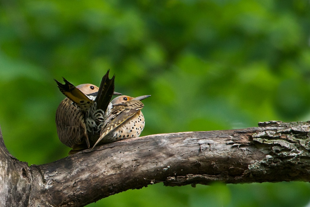Mating Northern Flickers (Click on the Flickers for Better View)