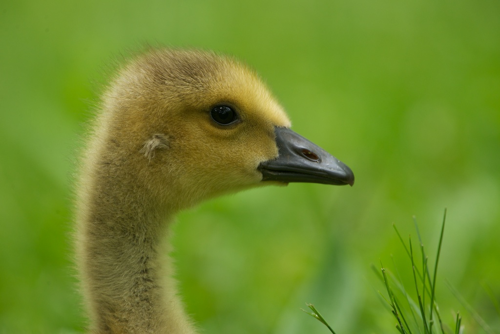 So Cute When They Are Little