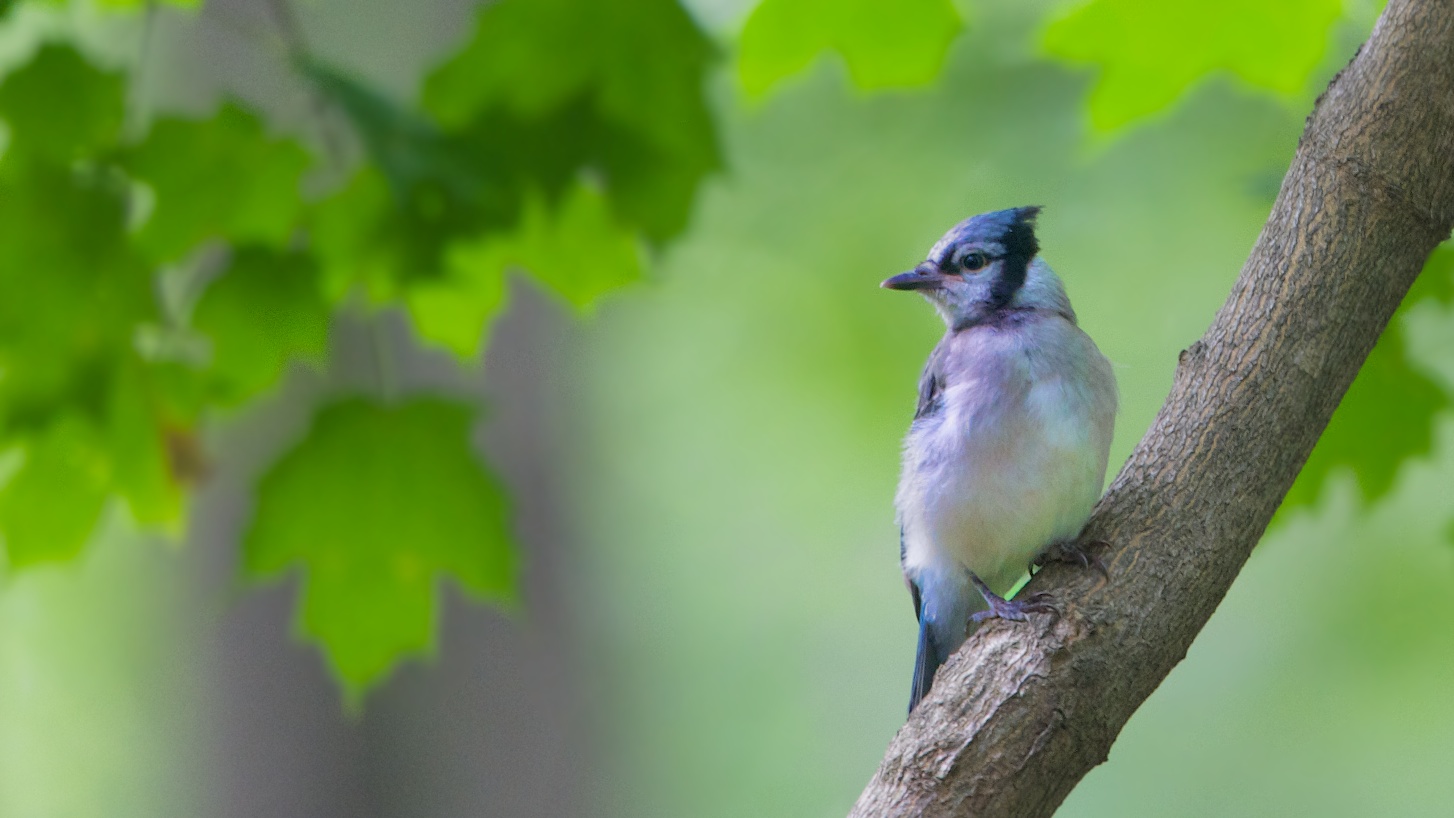 Baby Blue Jay in the Woods at Valley Forge