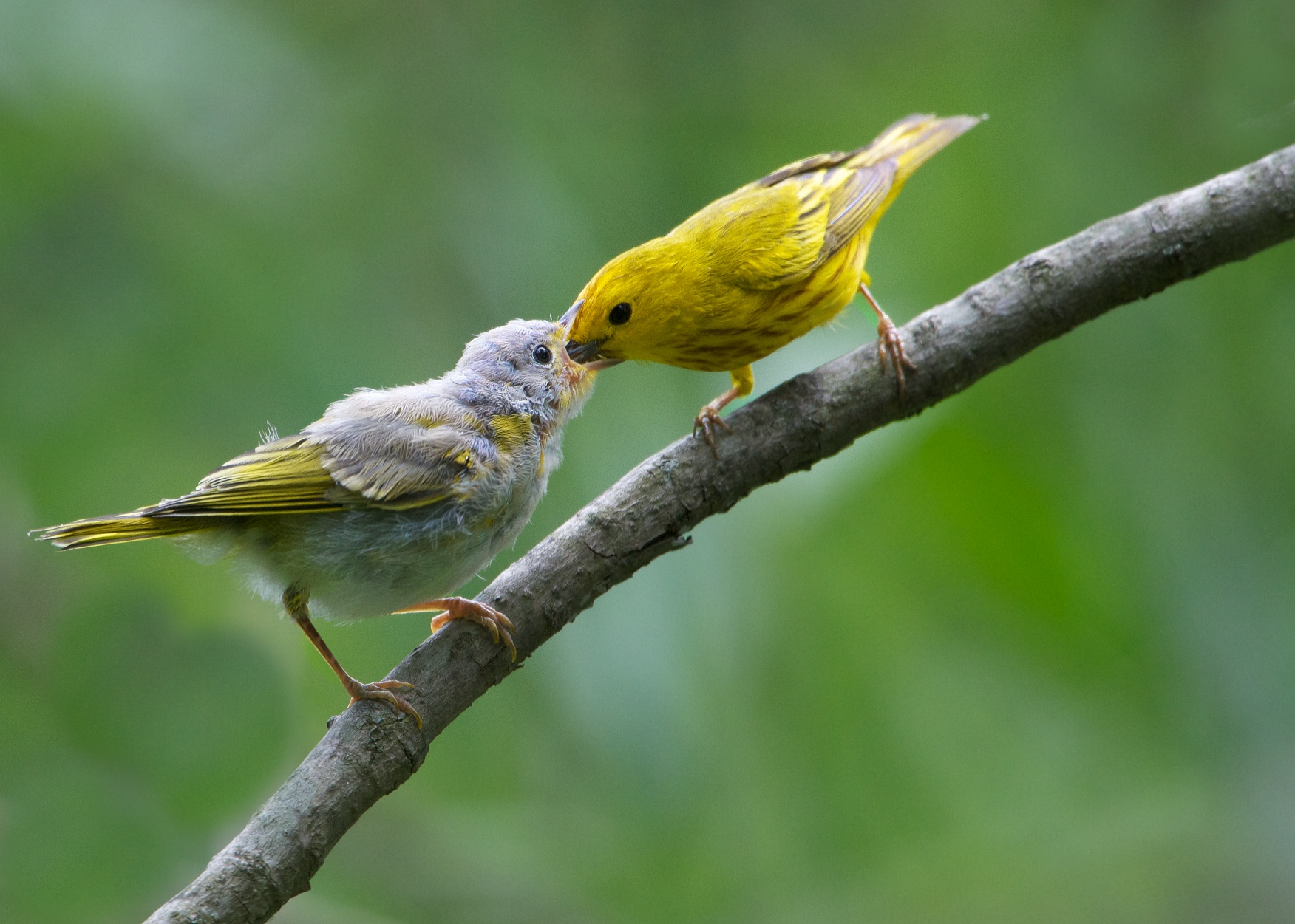 Brunch on a Branch (Click for Closer View)
