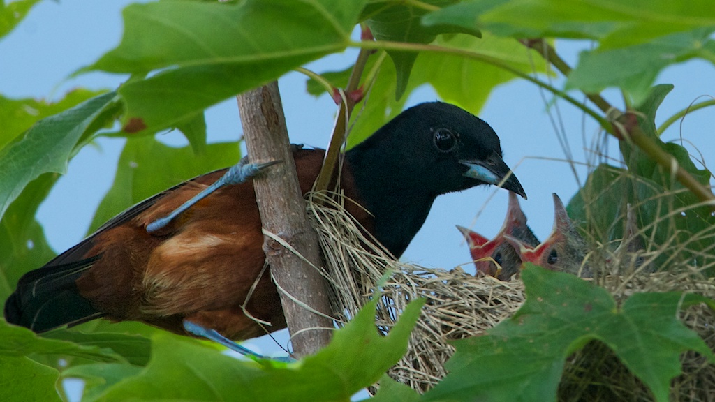 Dad Orchard Oriole Feeding the Kids (Click on Oriole for Better View)