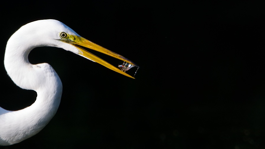Egret with Appetizer (Click For Closer View)