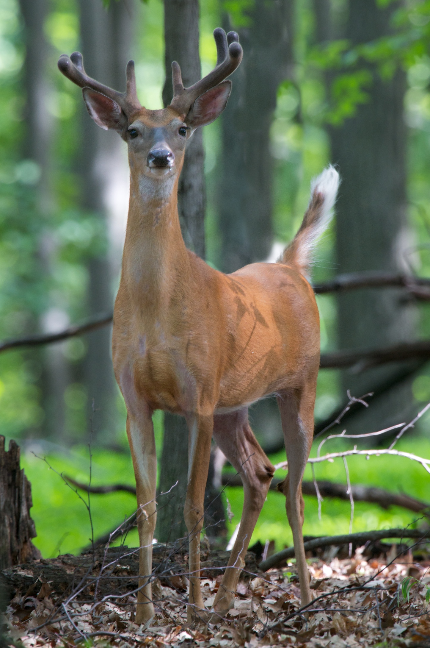 Eight Pointer With His Tail Raised