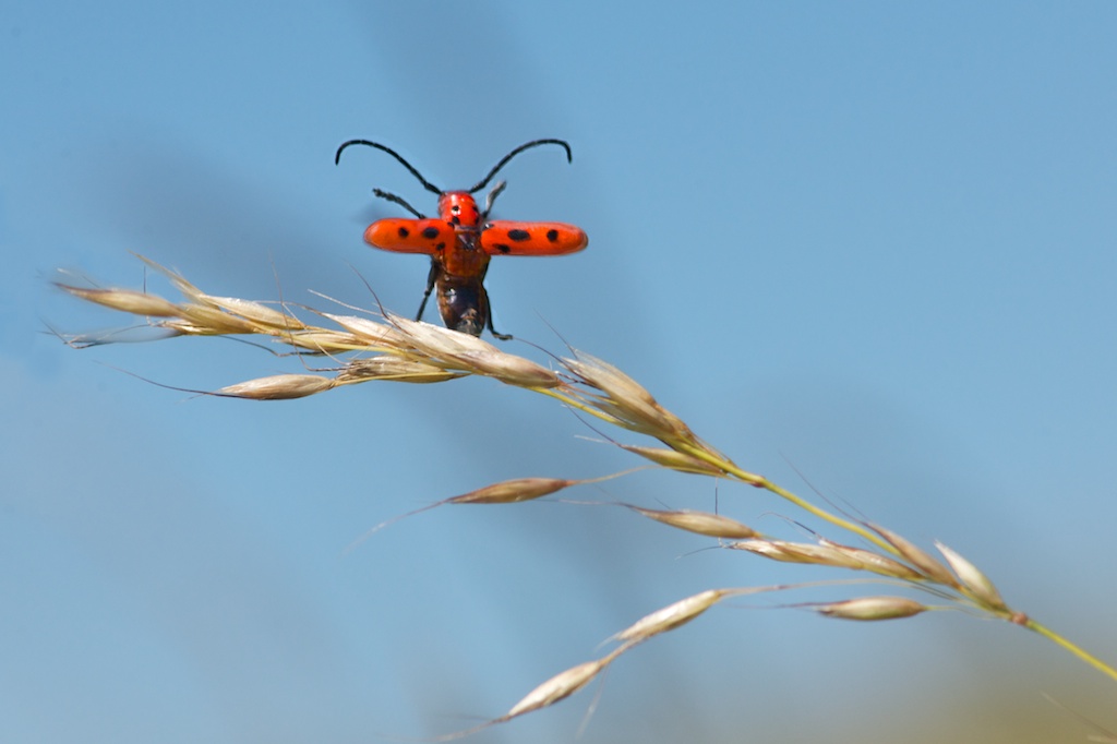 Evangelical Milkweed Borer (Click to Witness His Devotion)