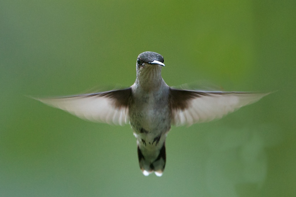 Female Ruby Throat Hummingbird