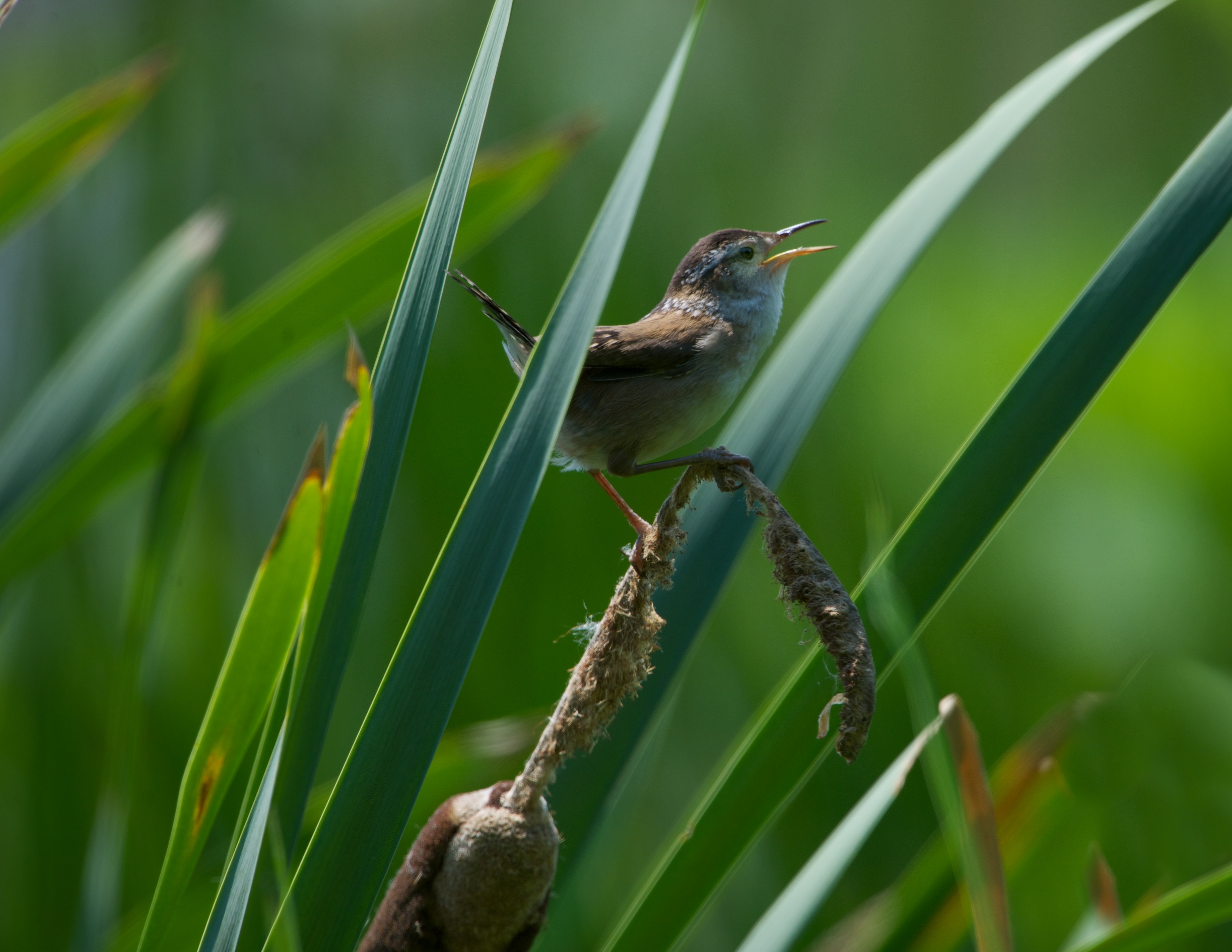 Marsh Wren – John Heinz National Wildlife Refuge