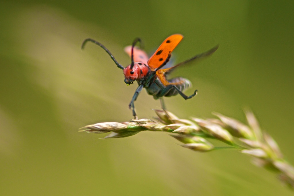 Milkweed Borer Taking Off