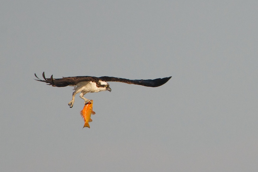 Osprey and Orange Fish