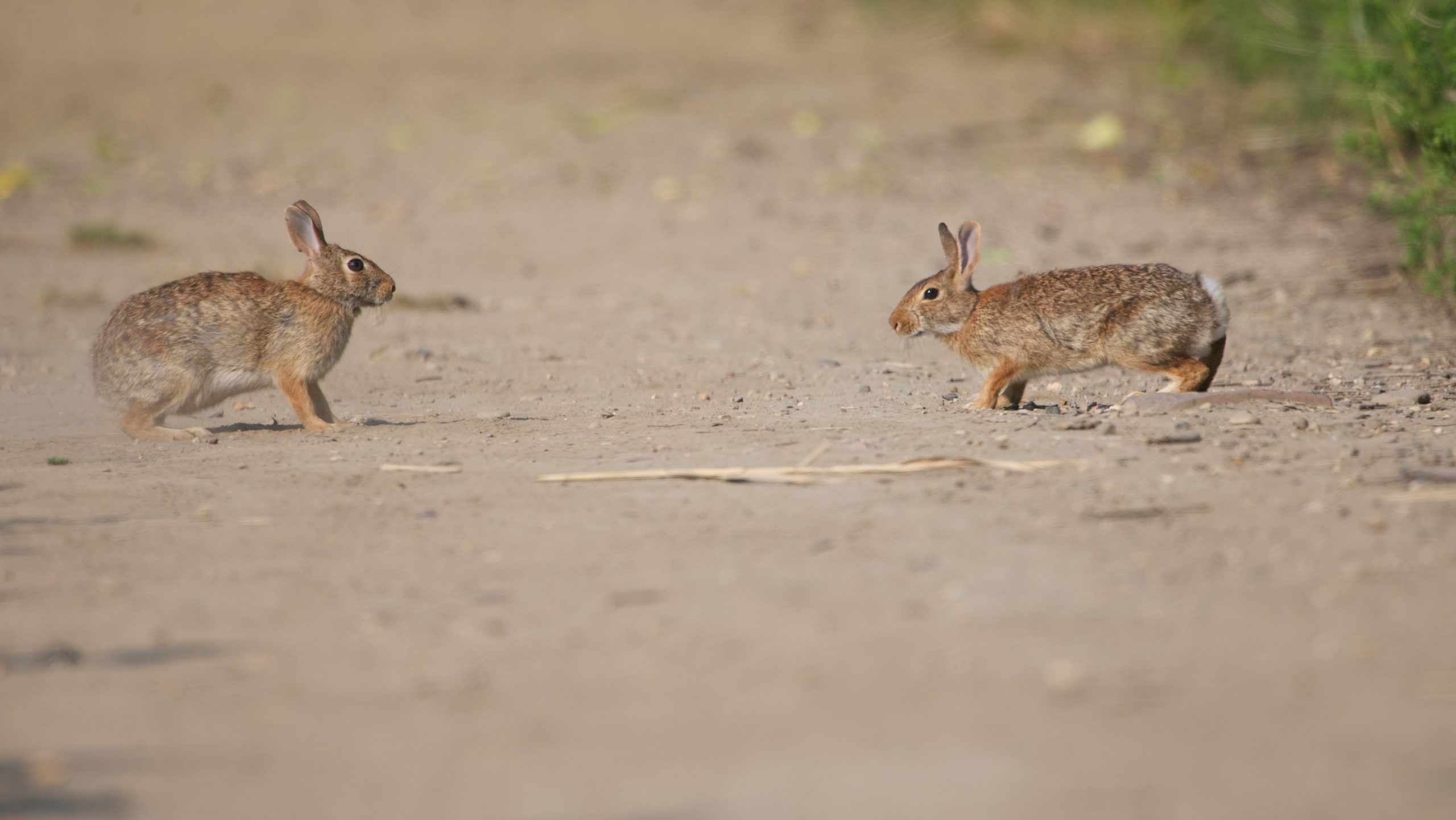 Bunny Hop Mating Dance – Click for Bigger View