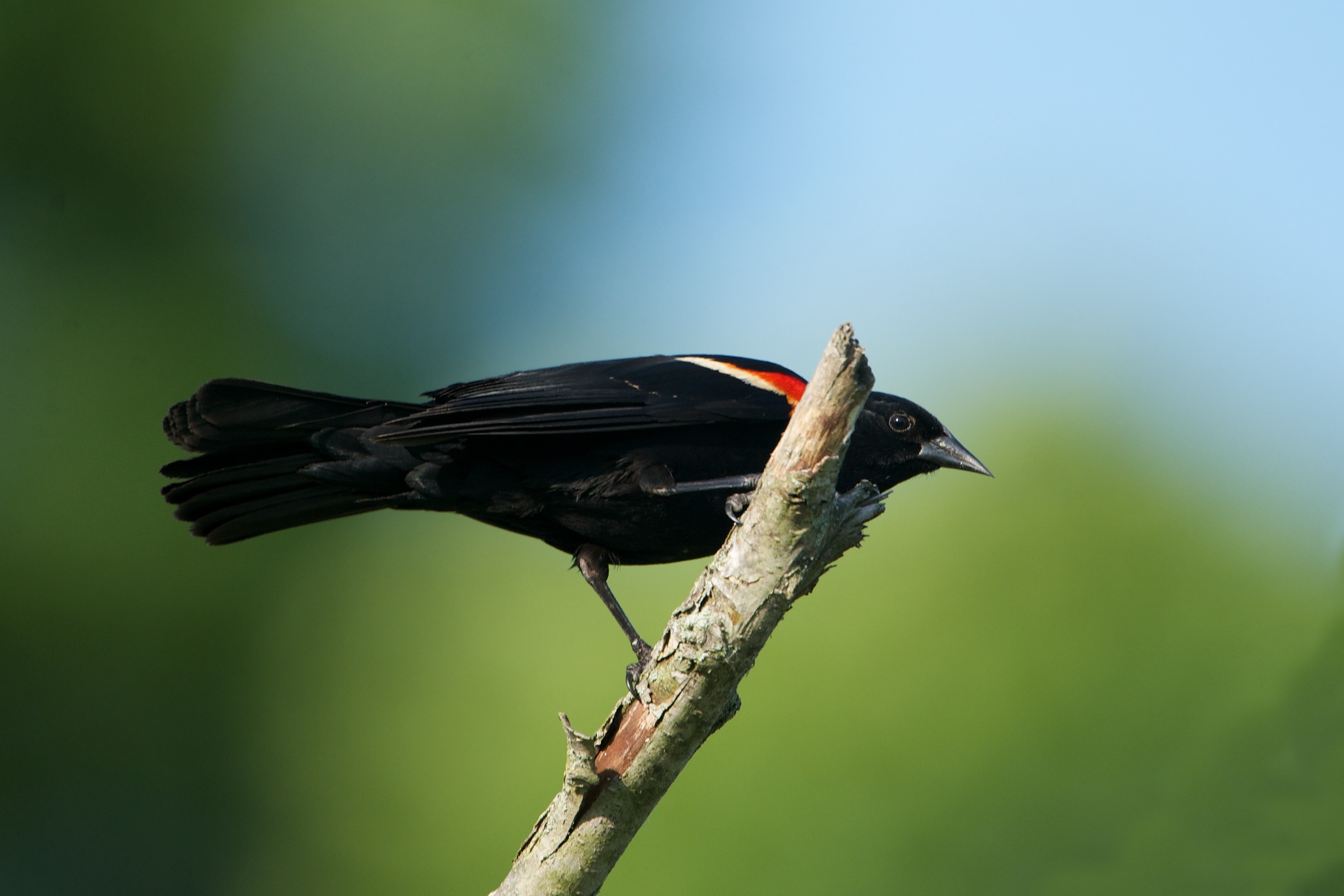Redwing Hiding Behind a Branch