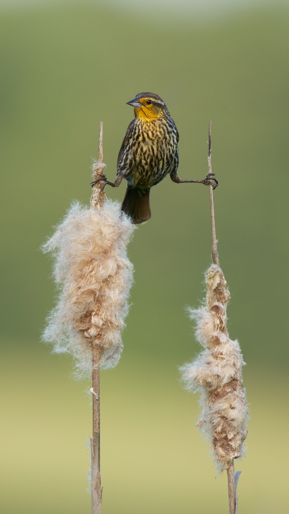 Straddling the Cattails