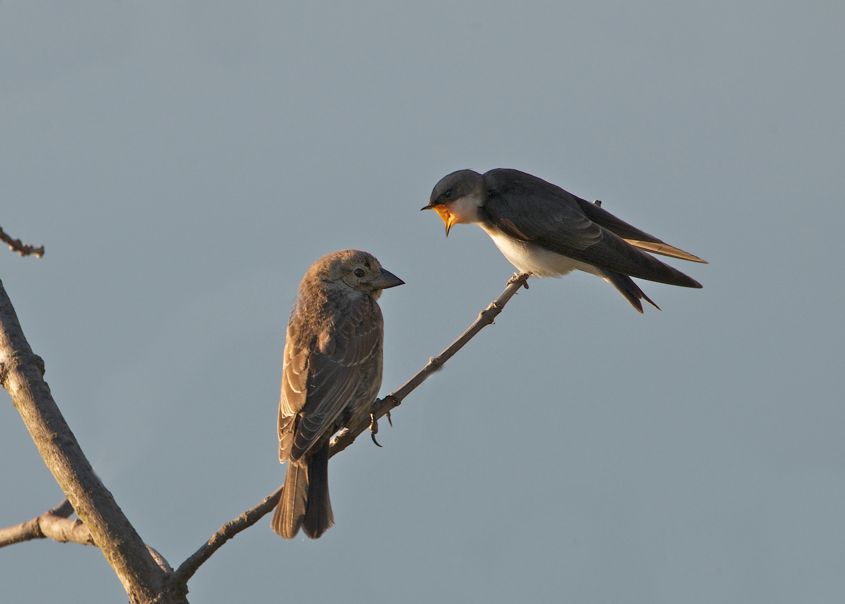 This is MY BRANCH!!!