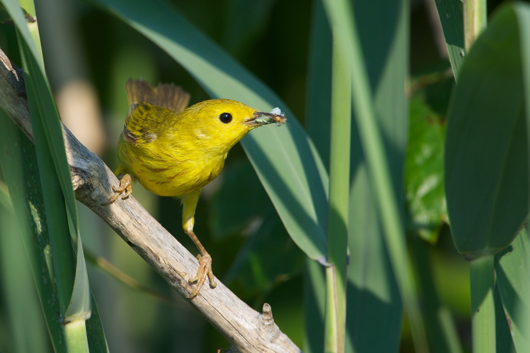 Yellow Warbler with Breakfast