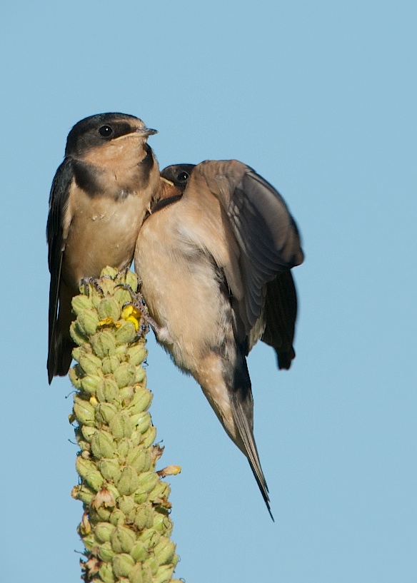 Could You Please Move Over