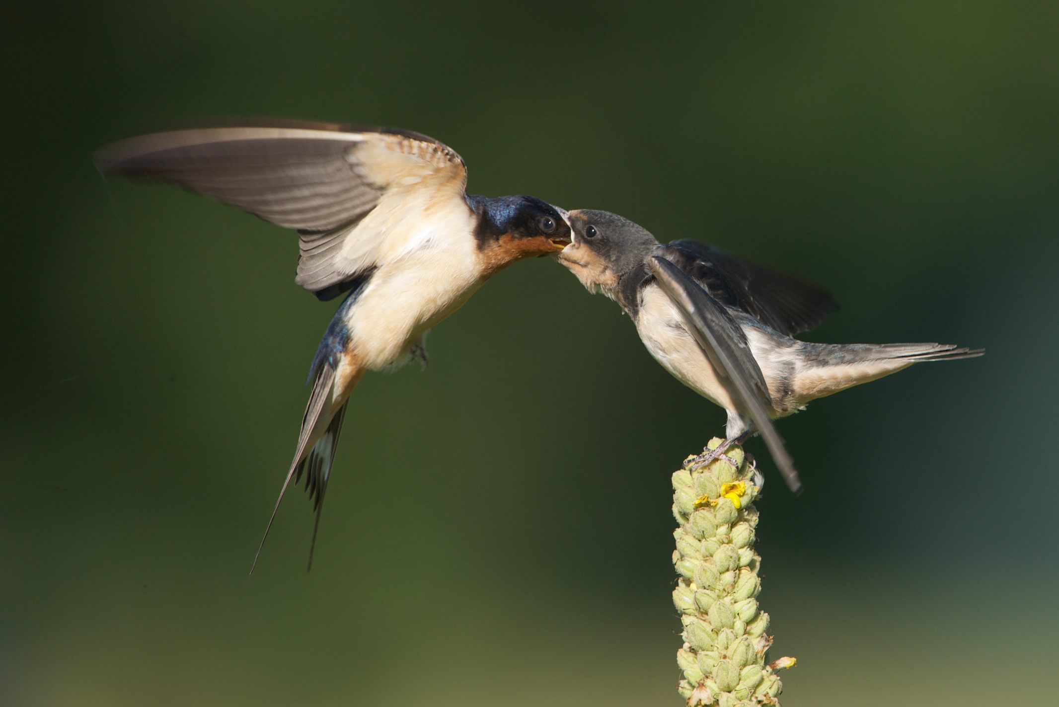 Mouth to Mouth (Click Image for Better View)