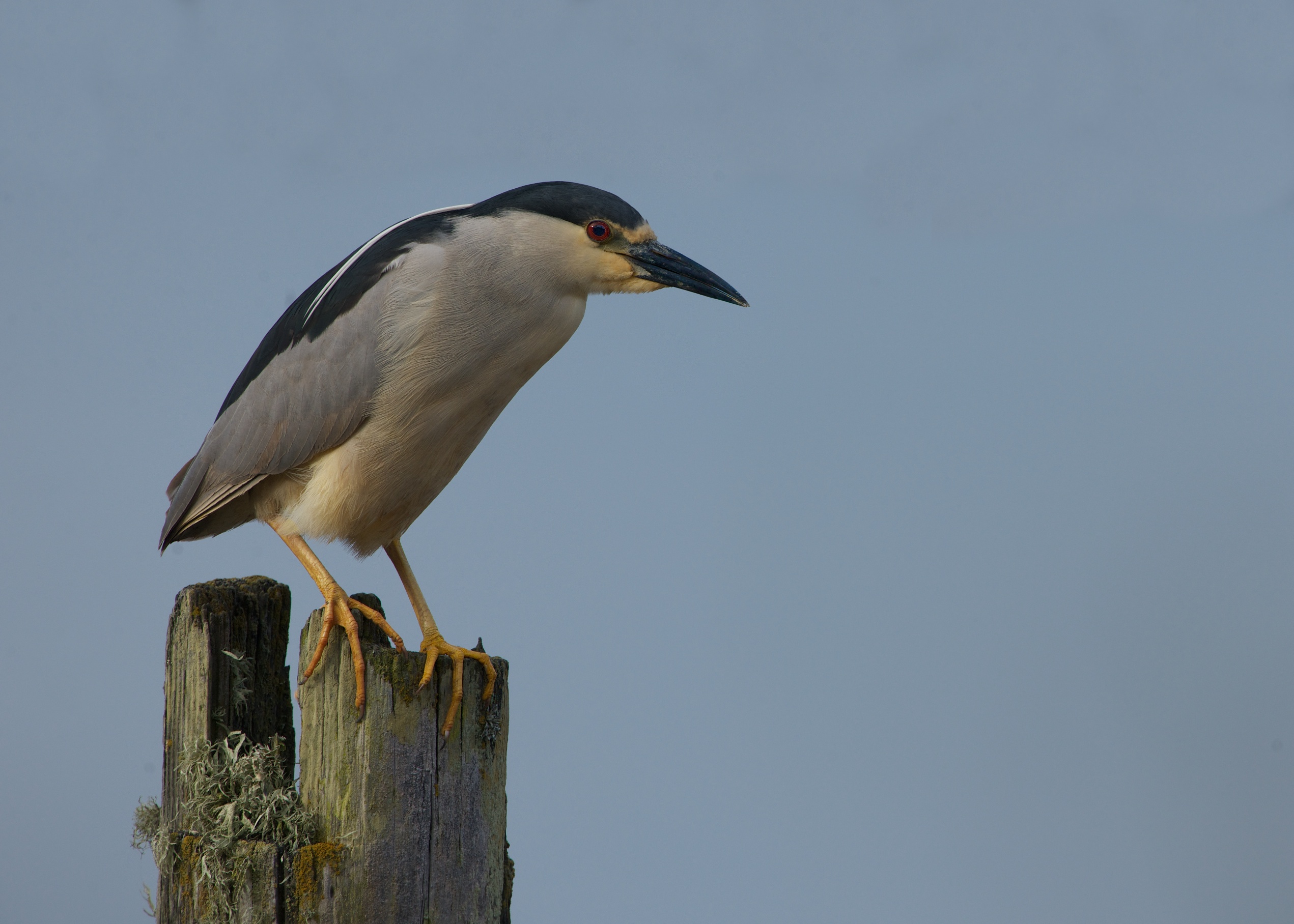 Black Crowned Night Heron – Pt. Reyes, California
