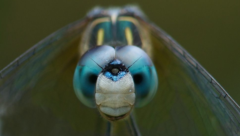 Lurking in the Garden Today (Click Image for Real Close Up)