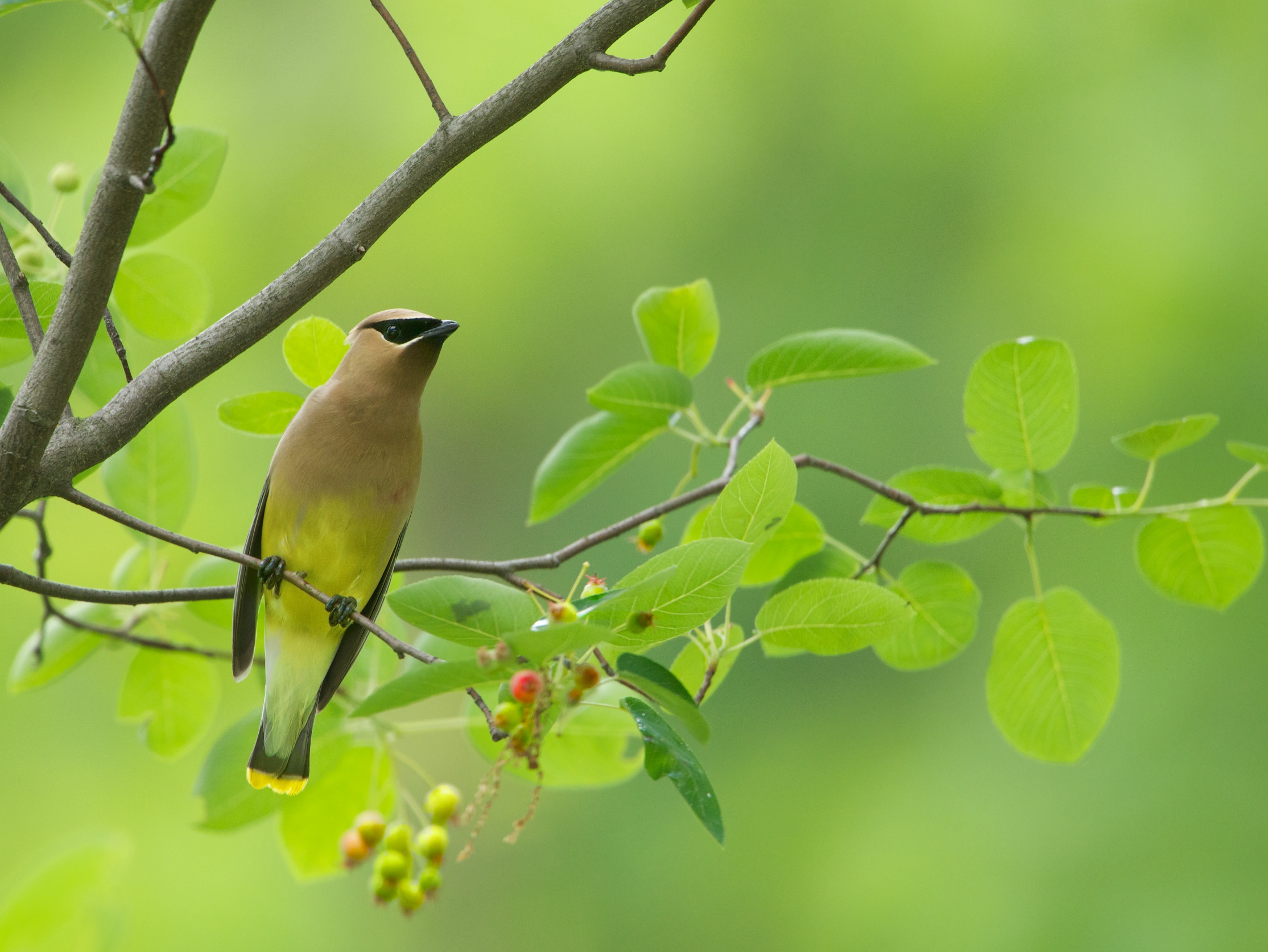 Cedar Waxwing and Crabapples