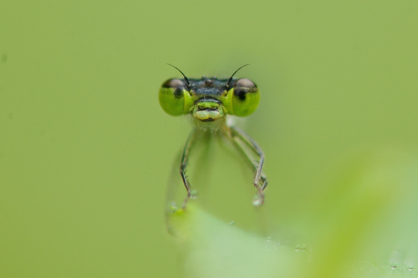 Damselfly with a Mouthful – Click for Better View