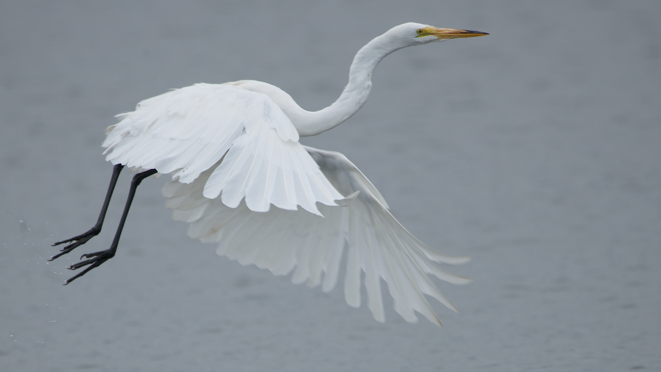 Egret Flying Over the Lagoon at Point Reyes