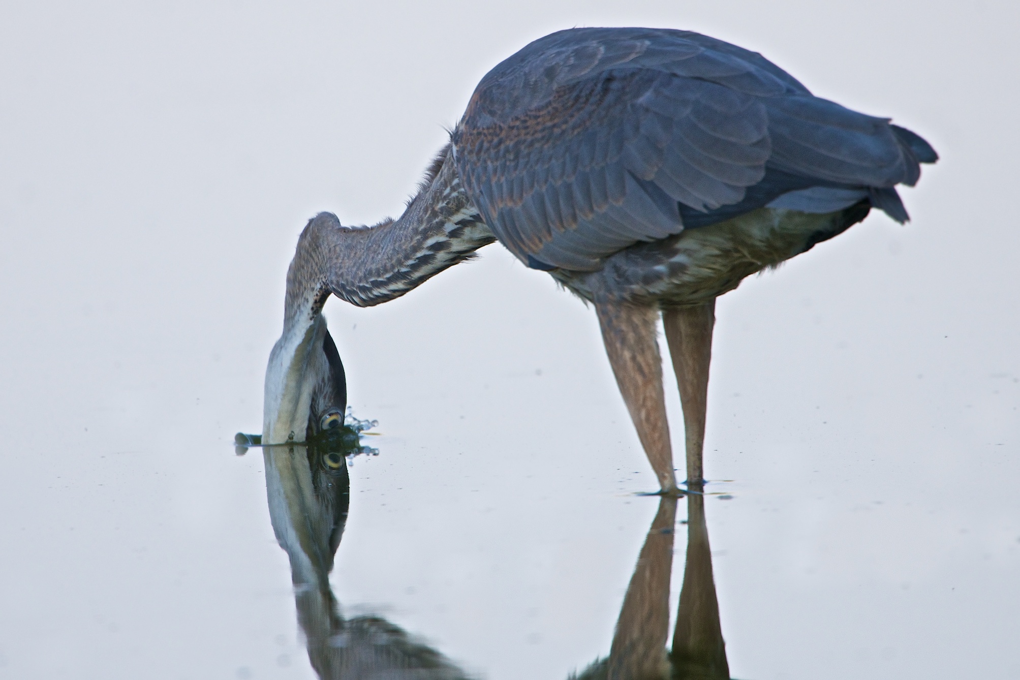 Eye to Eye (Click Eye for Bird’s Eye View)