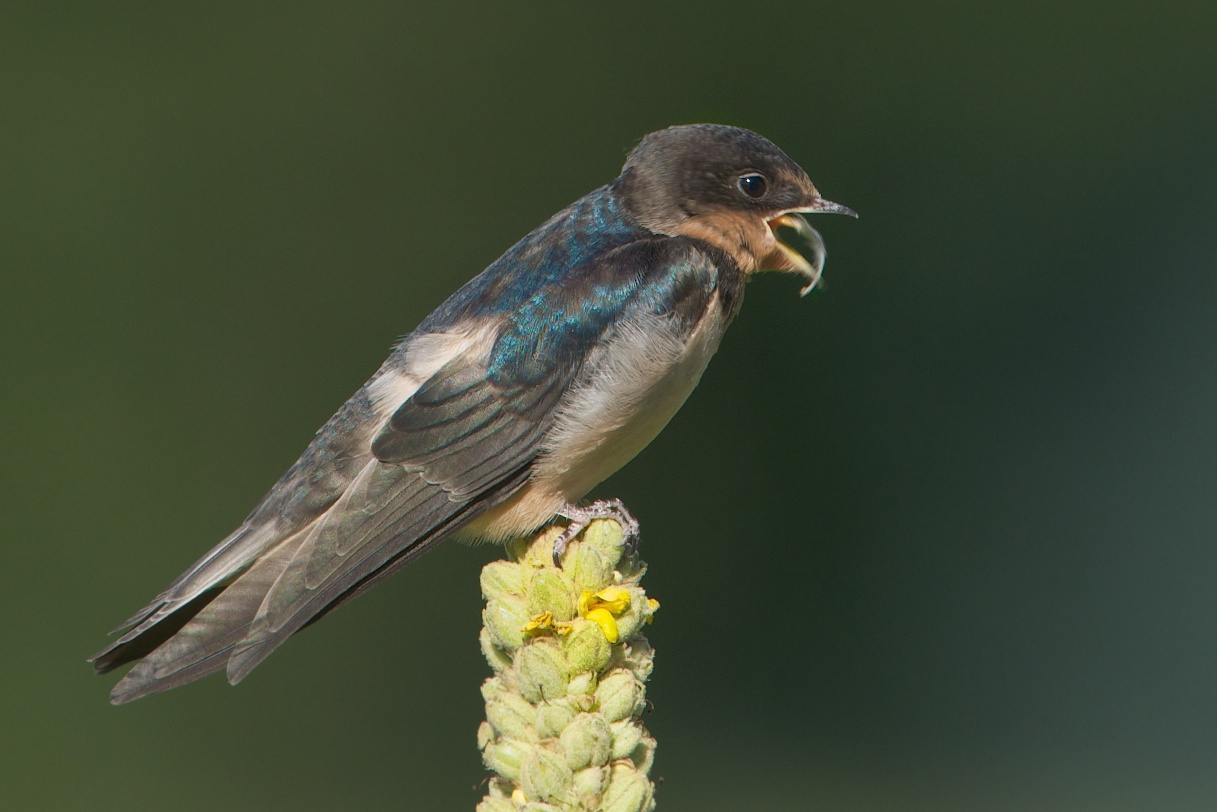 I Hate Feathers Stuck to my Tongue