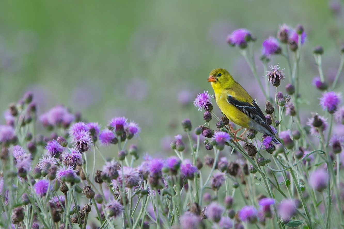 Goldfinch on Knapweed Blossoms in Valley Forge