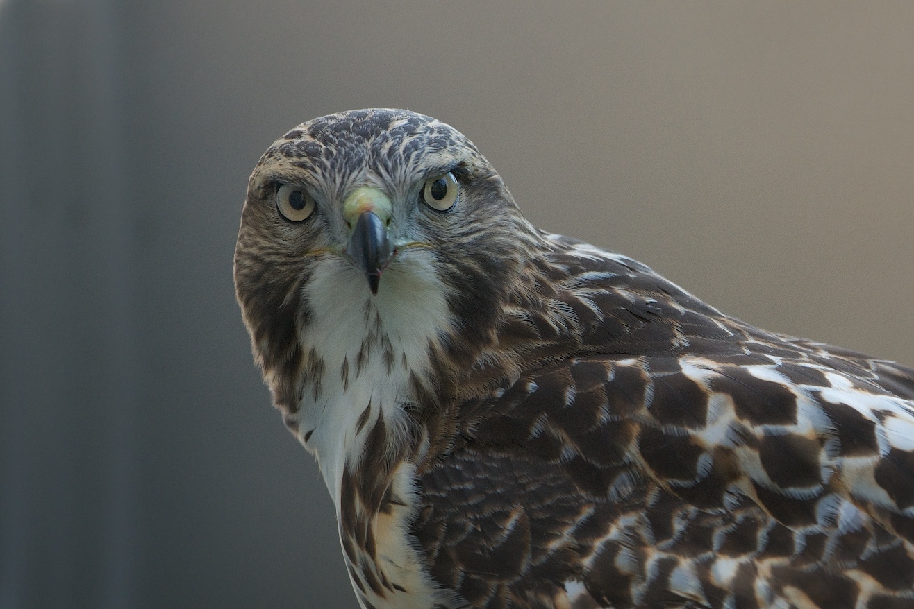 Look Deep Into My Eyes (click eyes to look deeply)