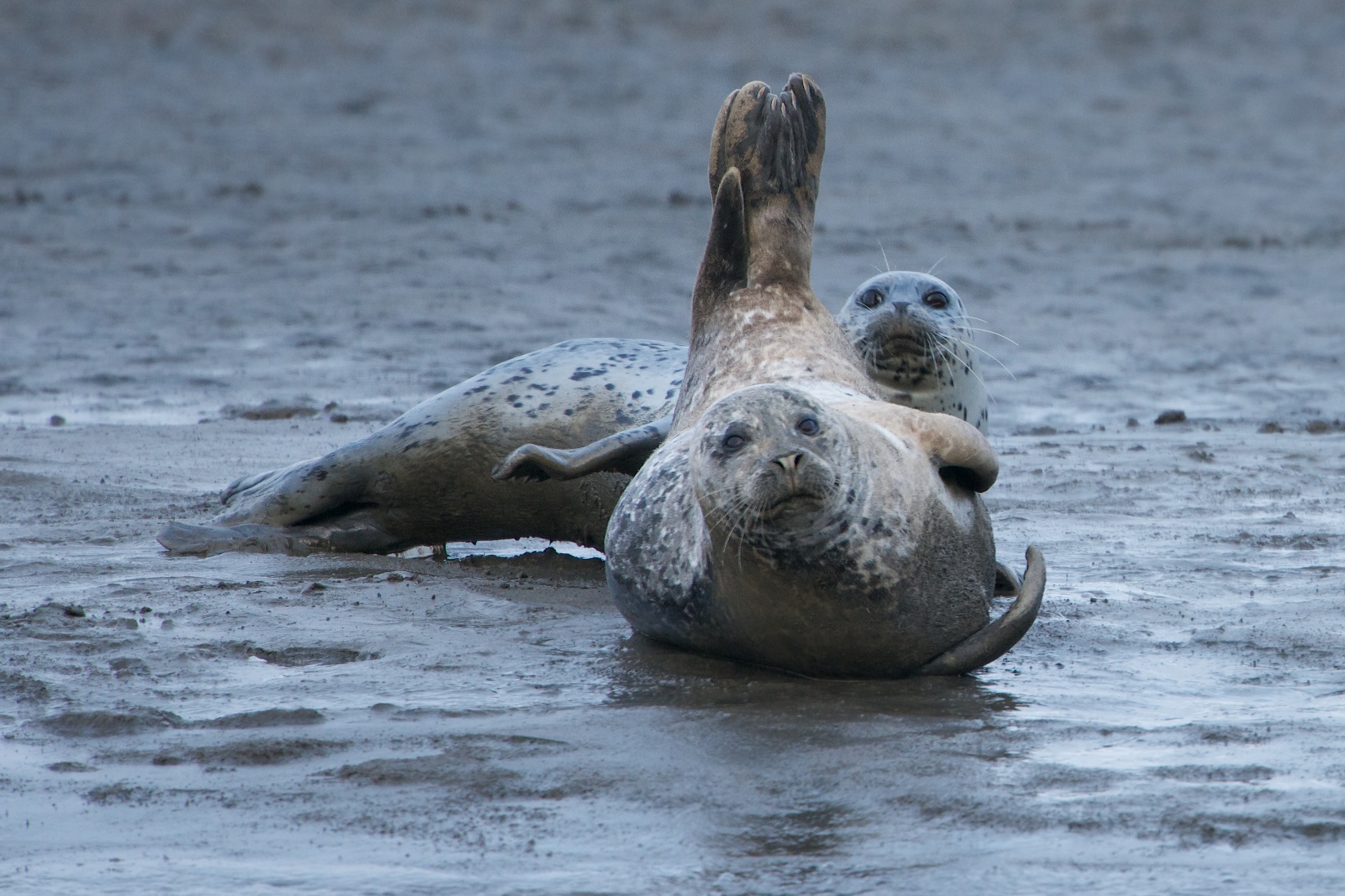 Harbor Seals of Point Reyes, California (Click for a Closer View)