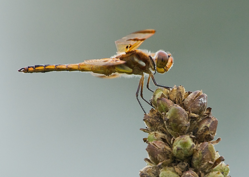 Four Spotted Chaser (I think)