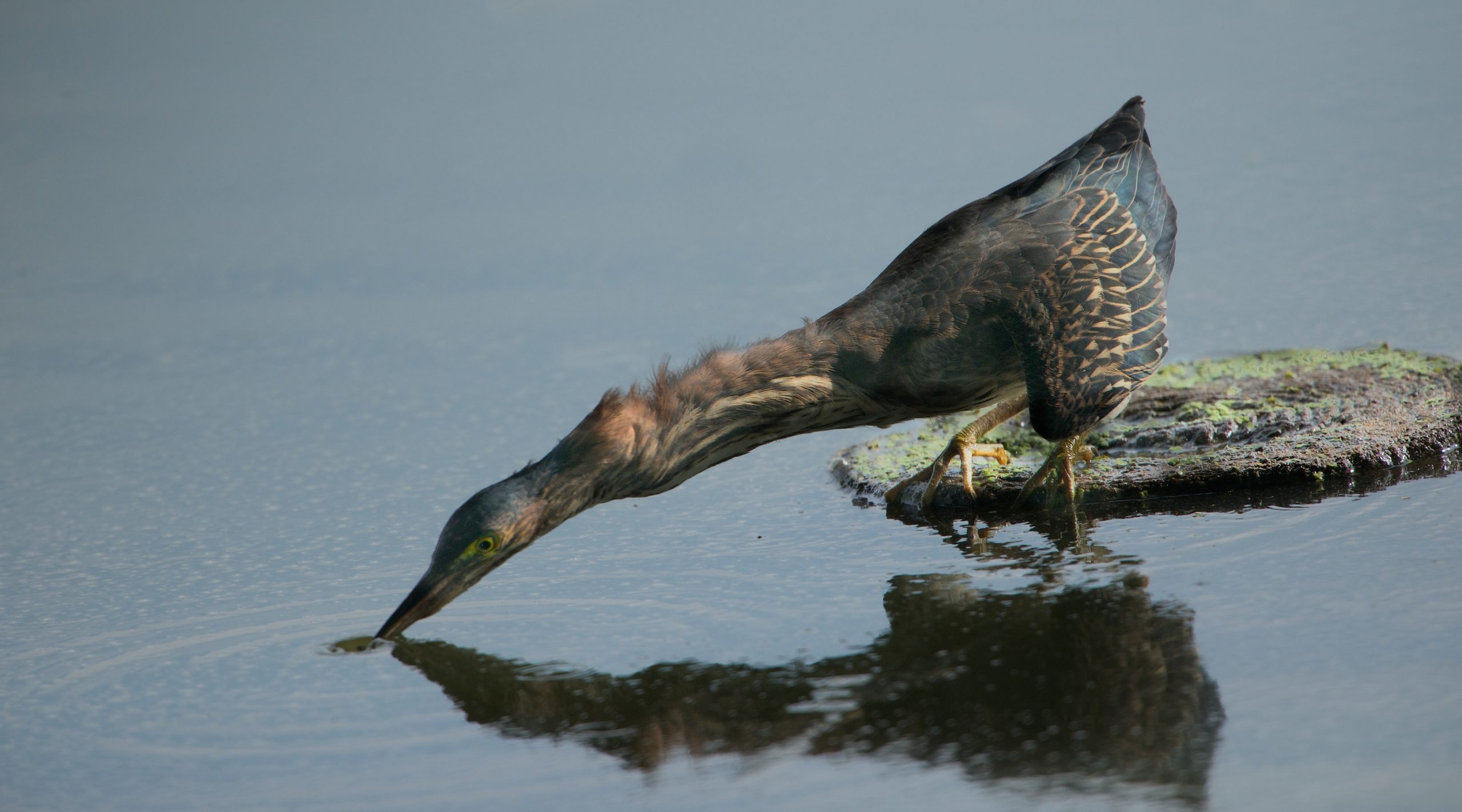 Green Heron Stretch
